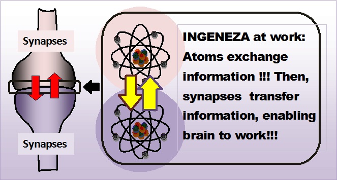 INGENEZA and synapses